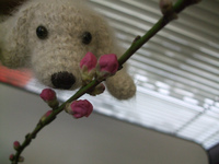 DSCF4482.jpg