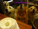CIMG9648_sh01.jpg