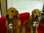 DSCF4916.jpg