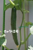 IMGP1273.jpg