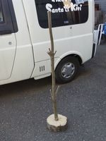 IMGP2384.jpg