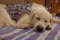 IMGP3528.jpg