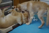 IMGP7484.jpg