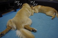 IMGP8045.jpg